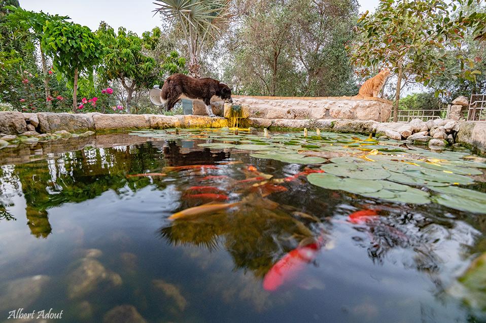 פינות חמד קסומות במתחם חוץ רחב ידיים