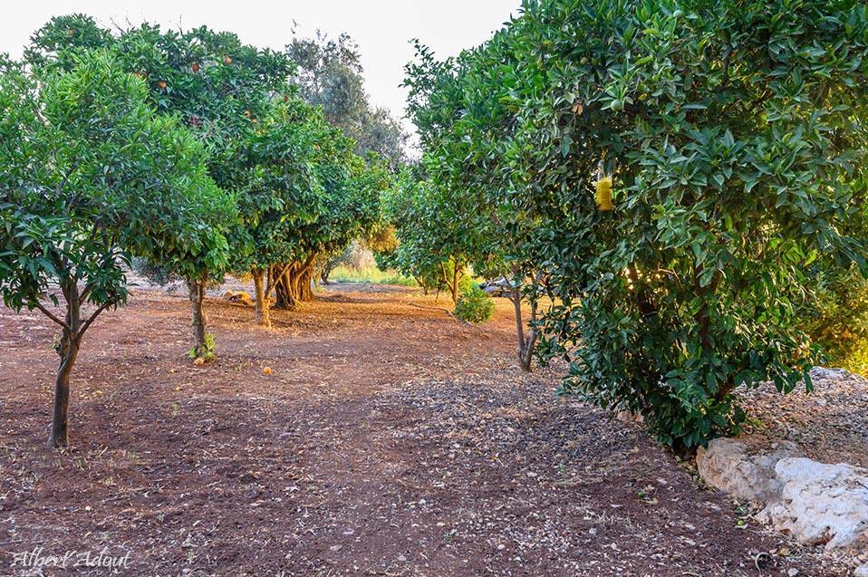מתחם ענק מבודד שופע צמחיה