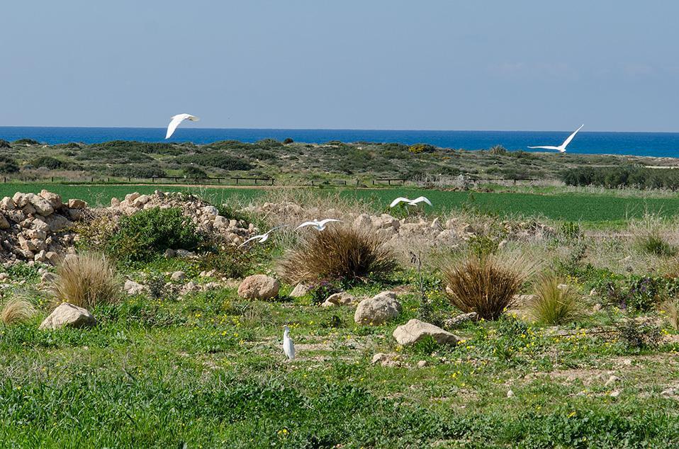 במרחק הליכה משמורת וחוף הבונים